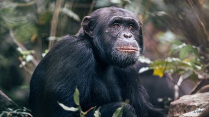 RUBONDO ISLAND, une bouffée d'air frais au paradis des chimpanzées