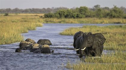 BOTSWANA - soutenir le programme de conservation des éléphants