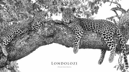 LONDOLOZI, réserve pionnière de l'écotourisme en Afrique du Sud