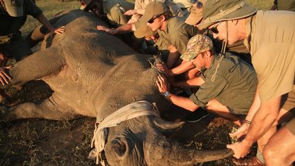 Empêcher le braconnage en Afrique du Sud