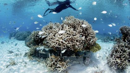 Donnez une nouvelle vie aux récifs des Maldives