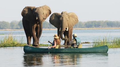15 des meilleures expériences axées sur la faune sauvage d’AFRIQUE