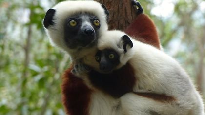 Le joyau de MADAGASCAR, un sanctuaire de biodiversité 